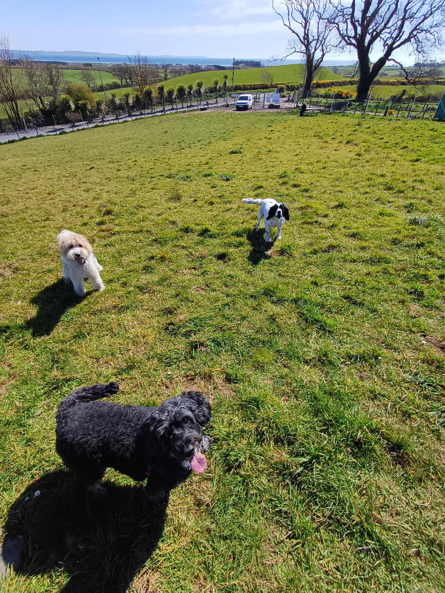 Pawfully Good Walks secure dog field